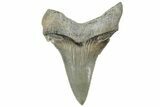 Large Serrated Angustidens Tooth - Megalodon Ancestor #315458-1